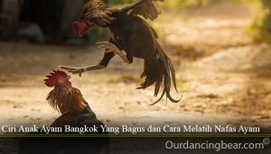 Ciri Anak Ayam Bangkok Yang Bagus dan Cara Melatih Nafas Ayam