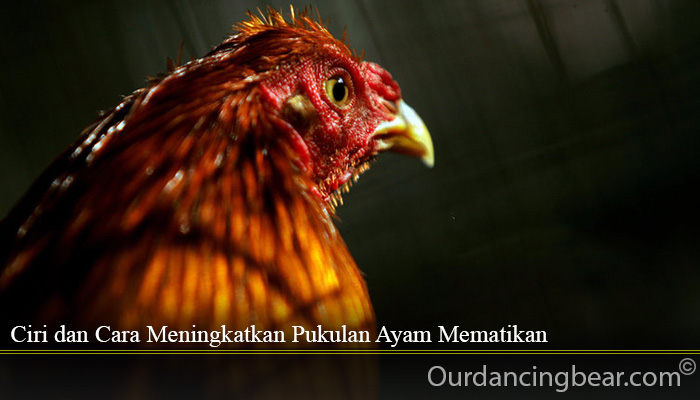 Ciri dan Cara Meningkatkan Pukulan Ayam Mematikan